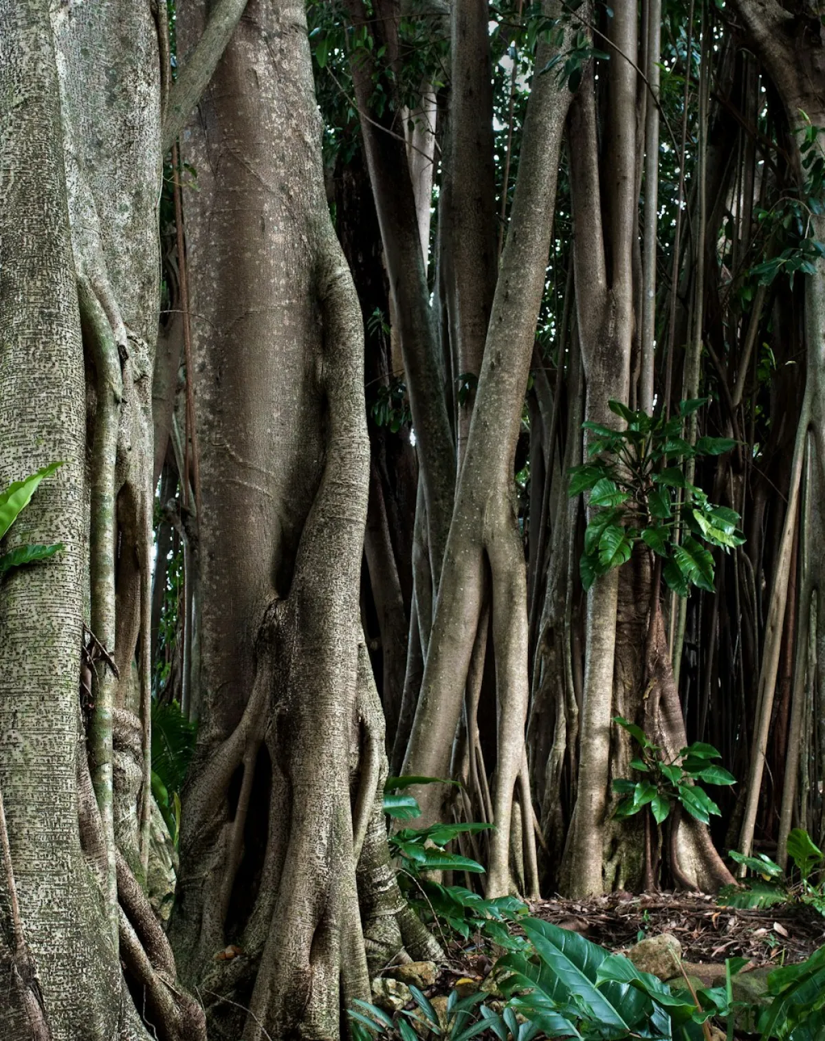 Rubber trees in a forest